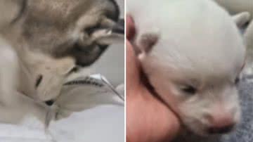 Reprodução / Redes Sociais