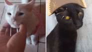 Reprodução / Redes Sociais