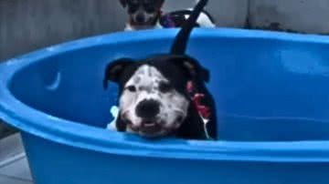 Reprodução / Redes Sociais