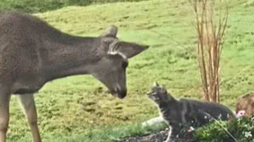 Reprodução / Redes Sociais