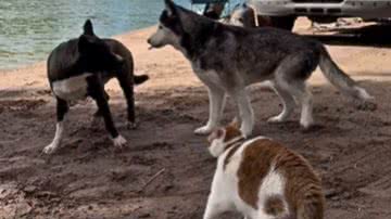 Reprodução / Redes Sociais