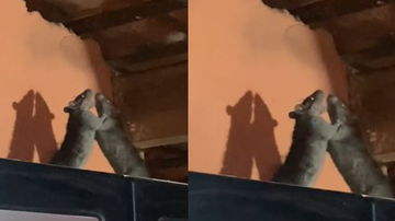 Reprodução/ Redes sociais/ @Diogo_augusto10