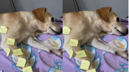 Reprodução/ Redes sociais