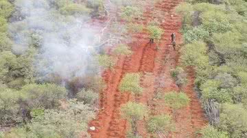 Reprodução/Cipe Caatinga
