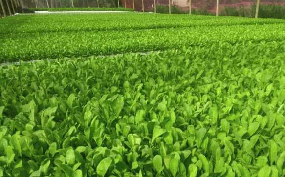 Divulgação / Arquivo pessoal Agristar