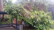 Imagem Deslizamento de terra atinge campo no bairro de Pirajá, em Salvador
