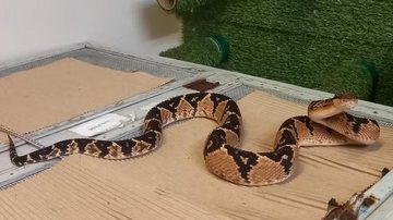 Ilustrativa/Divulgação/CPRH