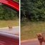 Motorista resgata cachorrinha assustada e história emociona a internet