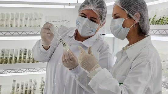 Divulgação / Embrapa