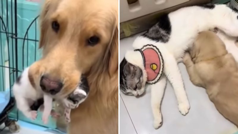 Reprodução / Redes sociais