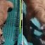 VÍDEO: Cachorro come ração com jeito peculiar e viraliza