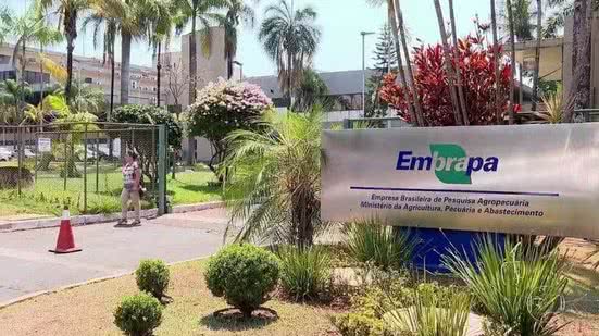 Divulgação / Embrapa