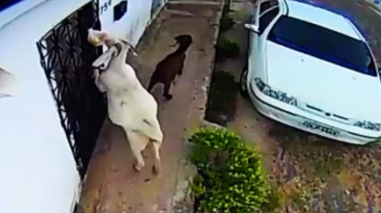 Câmeras de Segurança