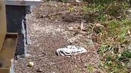 Reprodução / Vídeo