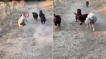 Imagem Ovelha vive “crise de identidade” e pensa que é cachorro; assista
