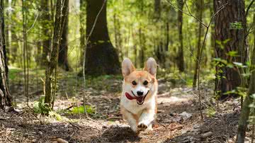 Ilustrativa / Pixabay