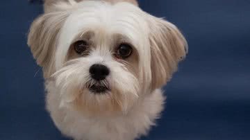 Foto Ilustrativa/Pixabay