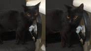 Reprodução/TikTok @anasampaiohh