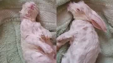 Reprodução/TikTok @thanainequeiroz48