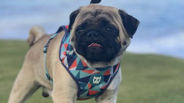 Reprodução/Instagram (@ap0l0pug)