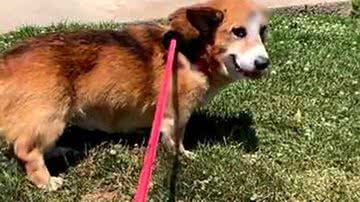 Divulgação/Main Line Animal Rescue