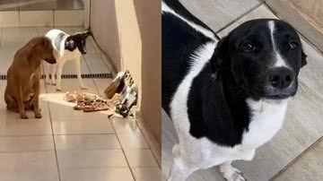 Reprodução/TikTok @leticianobile