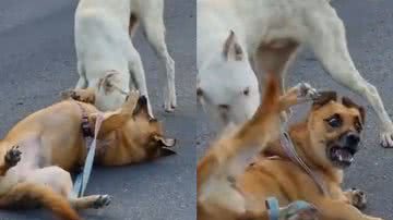 Reprodução/TikTok @sabrina.gava