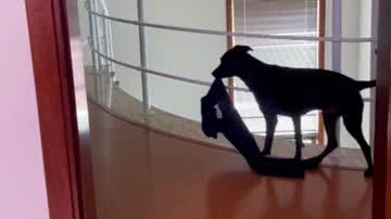 Reprodução/TikTok @amandarisae