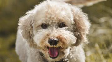 Foto Ilustrativa/Pixabay