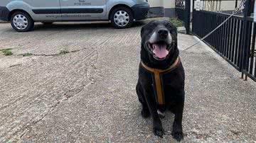 Divulgação/Swale Borough Council Stray Dog Service