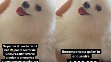 Imagem Jogador do Flamengo oferece R$ 1 milhão de recompensa por cachorro desaparecido