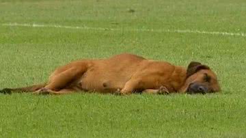 Reprodução / Redes Sociais