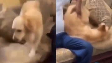 Reprodução/Twitter @BichinhosFB