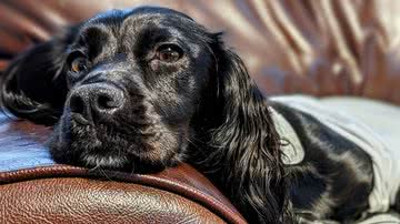 Divulgação/Willows Veterinary Centre