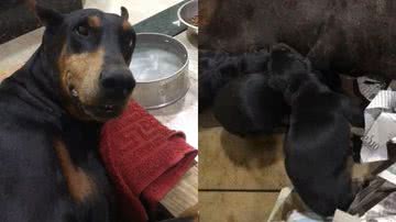 Reprodução/TikTok @geovanna_goncalvesss