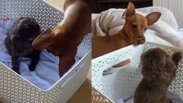 Reprodução/Twitter @carolinelins