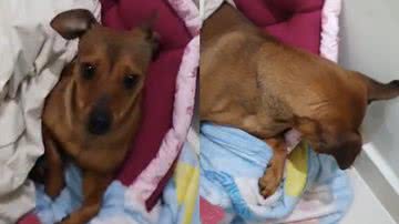 Reprodução/TikTok @ninarteira