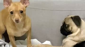 Arquivo Pessoal/Elle Nailga