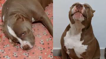 Reprodução/TikTok @athena_american_bully