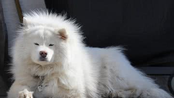 Imagem Raças de cachorro branco: Confira cinco tipos com essa cor