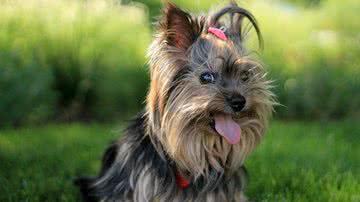 Foto Ilustrativa/Pexels