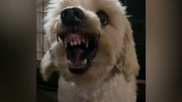 Reprodução/TikTok @felipe_kl_adestrador