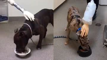 Reprodução/TikTok @thinkingcanine