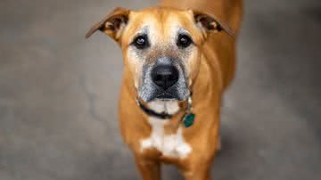 Arquivo pessoal/Cristiano Nascimento - Reprodução/Pexels