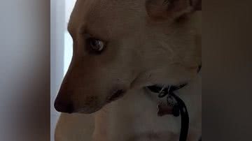 Reprodução/TikTok @mel_resgatadadarua