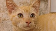 Reprodução / Instagram @spcaofwakecounty