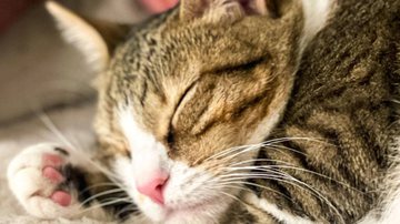 Reprodução / Instagram @purrfectlyaoife