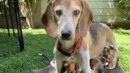 Divulgação / Beagle Freedom Project