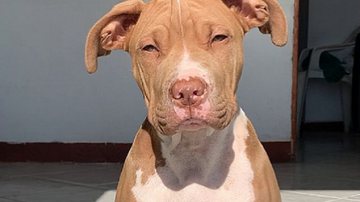 Reprodução / Instagram @tyson__rednose