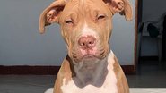 Reprodução / Instagram @tyson__rednose